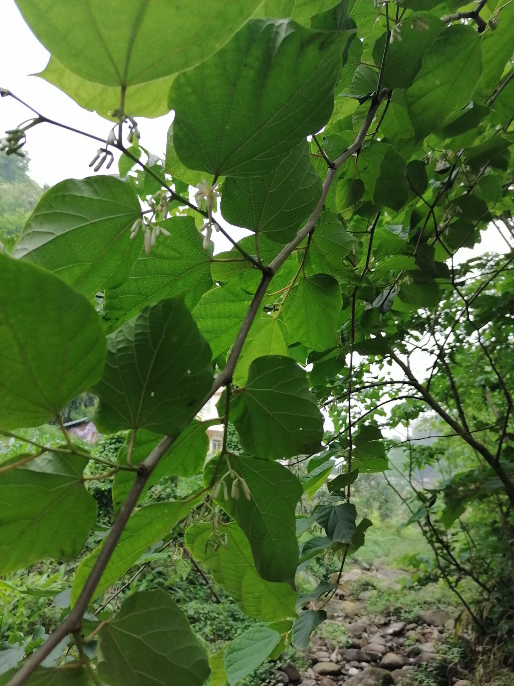 云南省昭通天然中药材八角枫根，现采