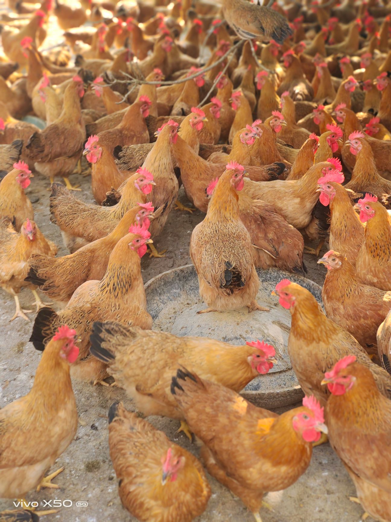 土鸡 140天灵山正土玉米粉料