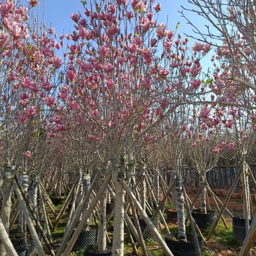 普宁市产地直销批发紫玉兰 （荷花玉兰、玉堂春 ）