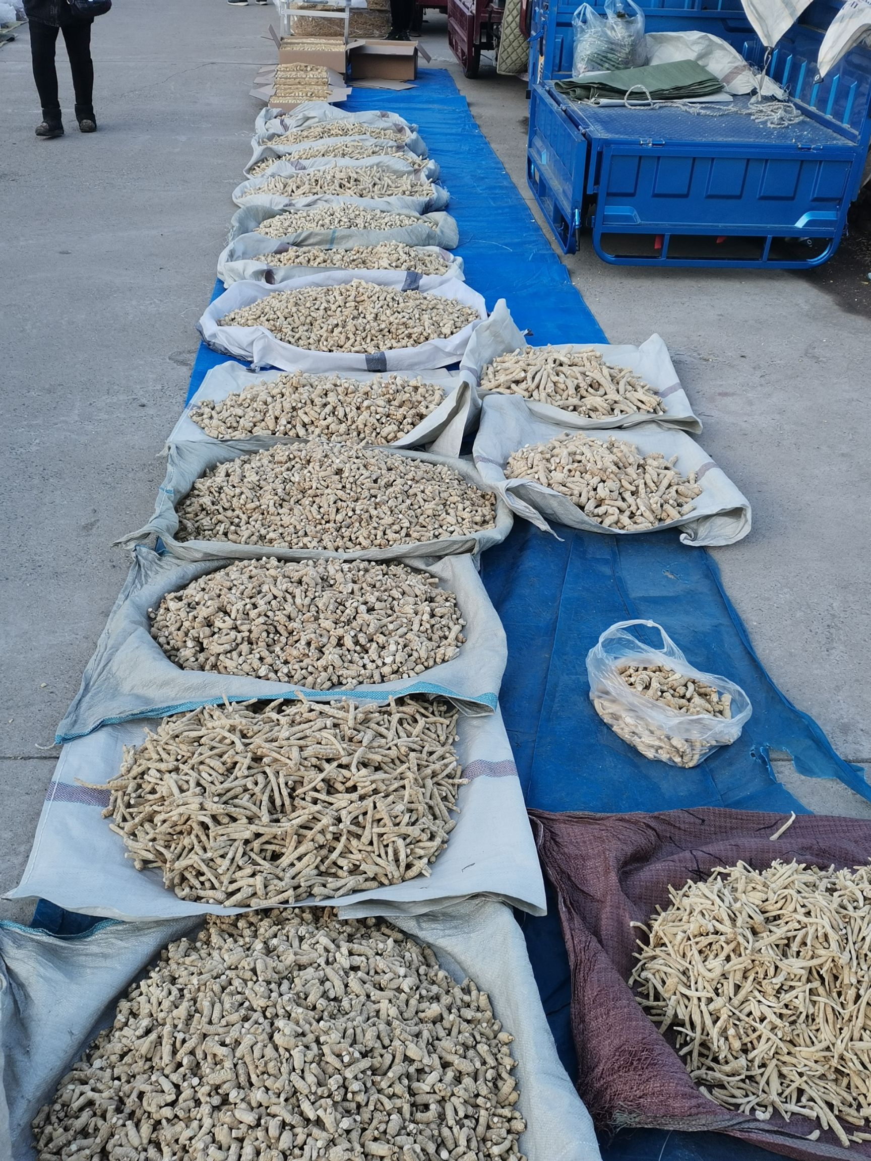 西洋参粒头 剪口货 可切片打粉 长白山产地直销一手货源 包邮