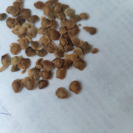 灵宝市臭椿种子产地直销现货直供低价批发