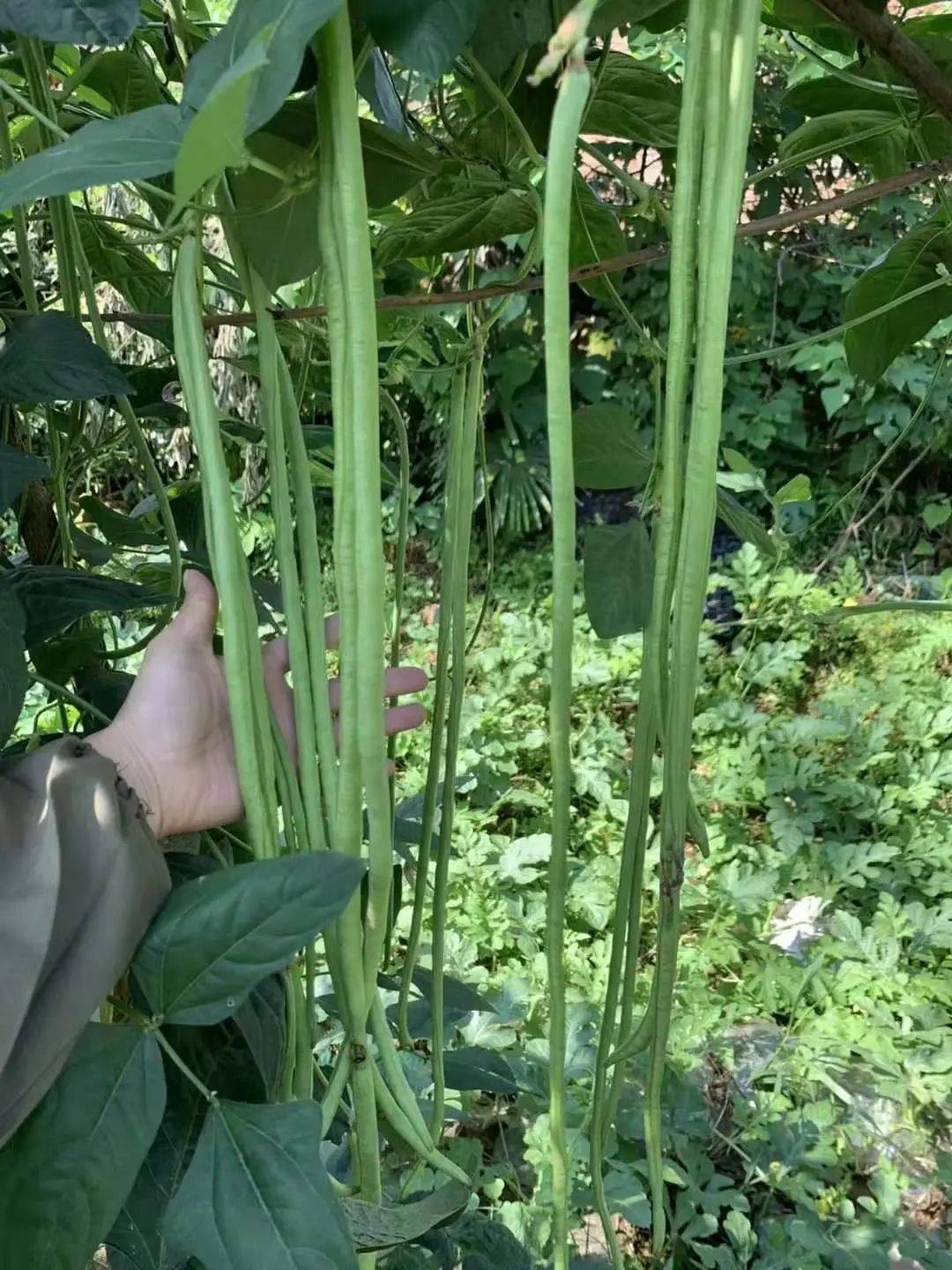 嫩绿色豇豆种子  小叶长豆角种子豇豆种子嫩绿色翠绿色顺直80