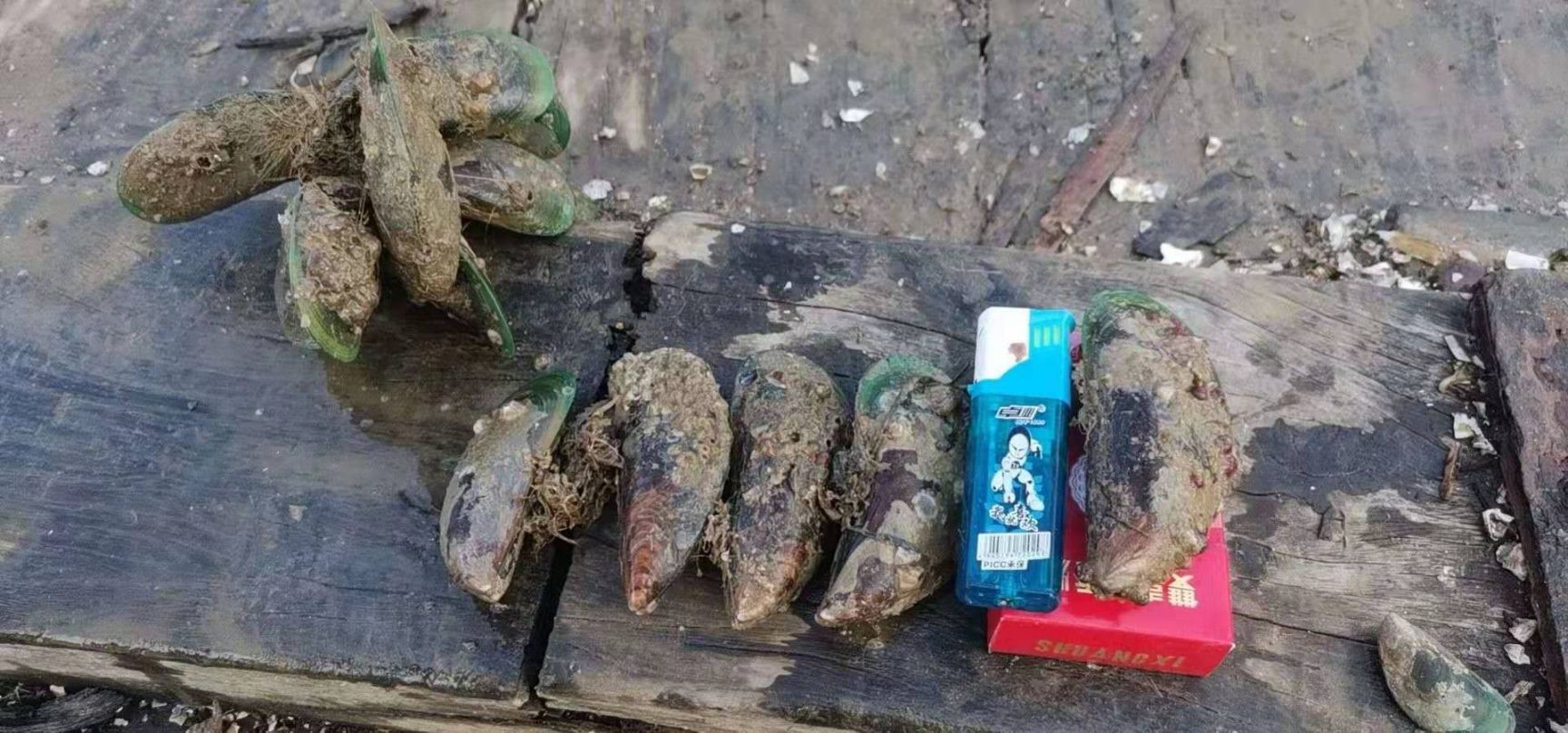 蓝口贝  青口贝