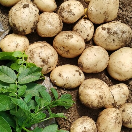 早大白土豆 绥中土豆大量上市