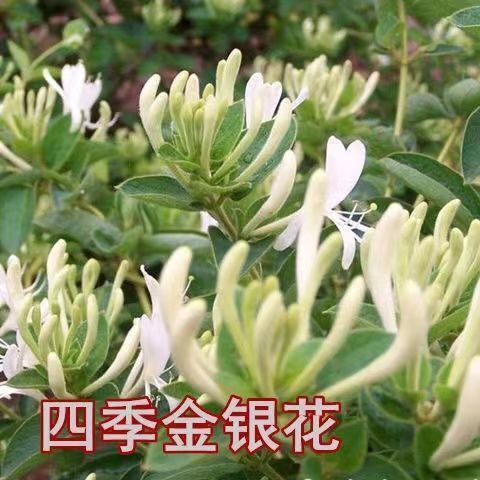 平邑县四季金银花苗  四季金银花盆栽带土带叶当年开花泡茶可食用耐寒