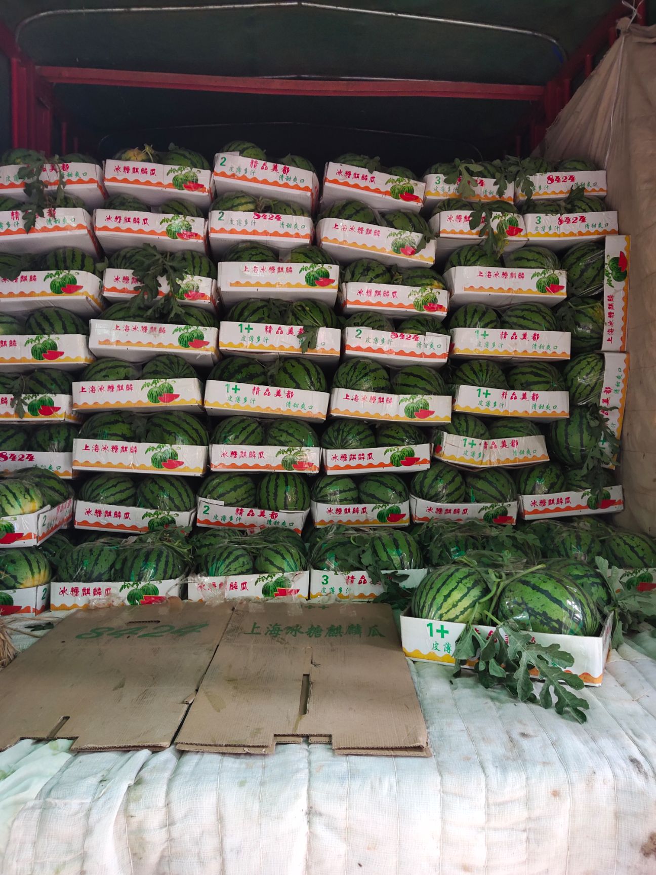 西瓜  西瓜  西瓜  麒麟精品美都原棚无子，