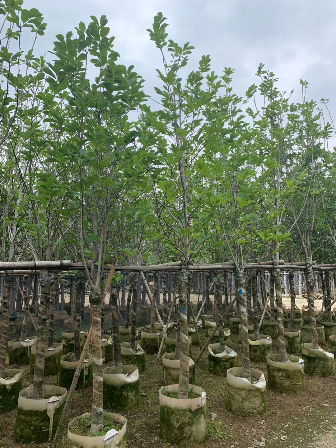 产地直销批发紫玉兰 （荷花玉兰、玉堂春 ）