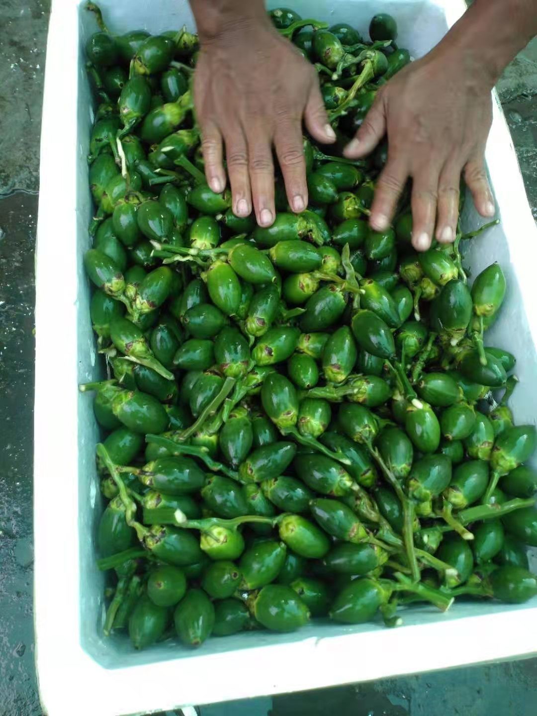 缅甸槟榔鲜果量大私聊