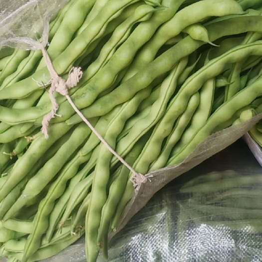 会理市绿龙豆角 精品青肉豆