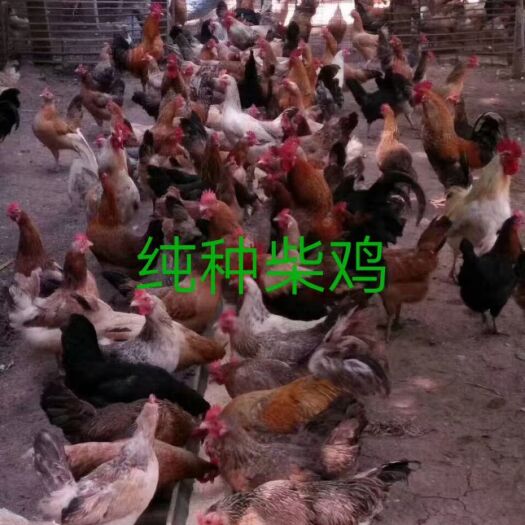 大名县鸡苗  脱温  恒远禽业常年出售柴，麻羽绿壳，五黑一绿，乌鸡