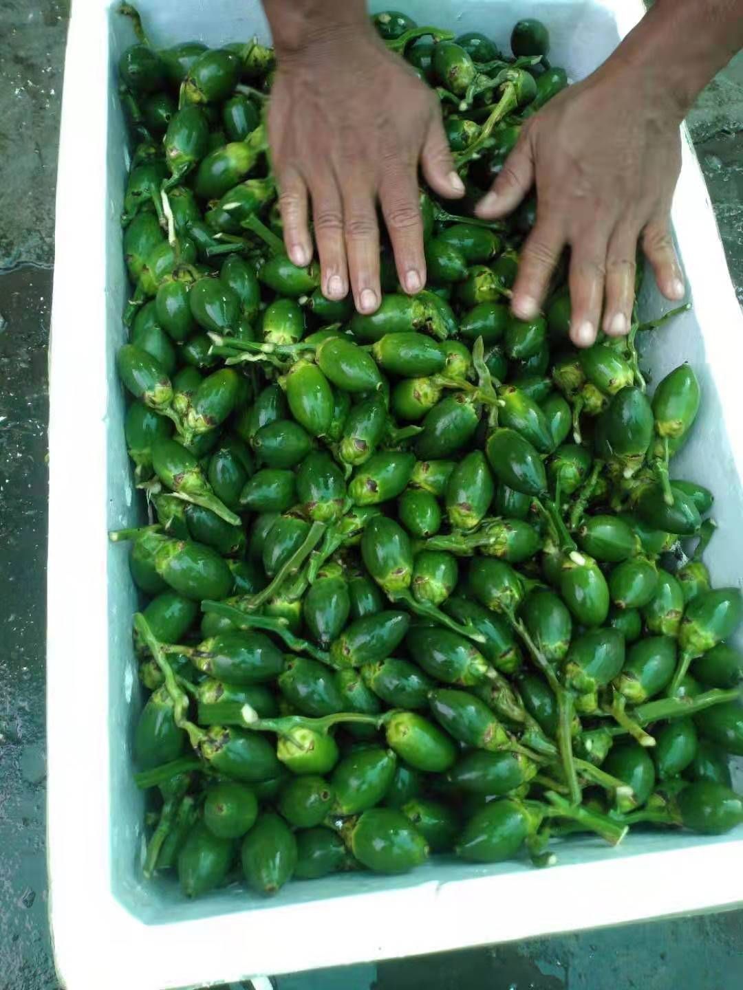 缅甸槟榔鲜果量大私聊