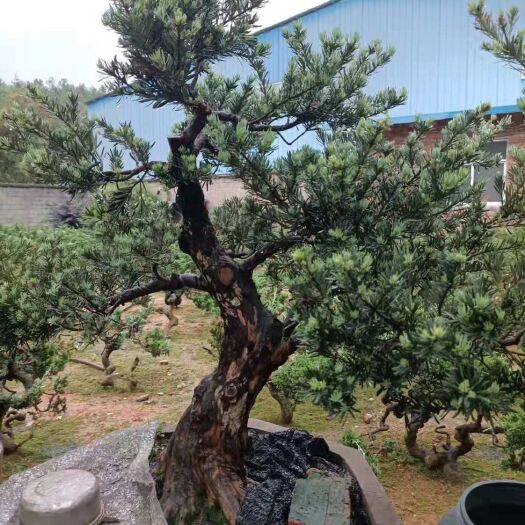 瑞金市真柏盆景  真柏老桩，基地直供，规格齐全！