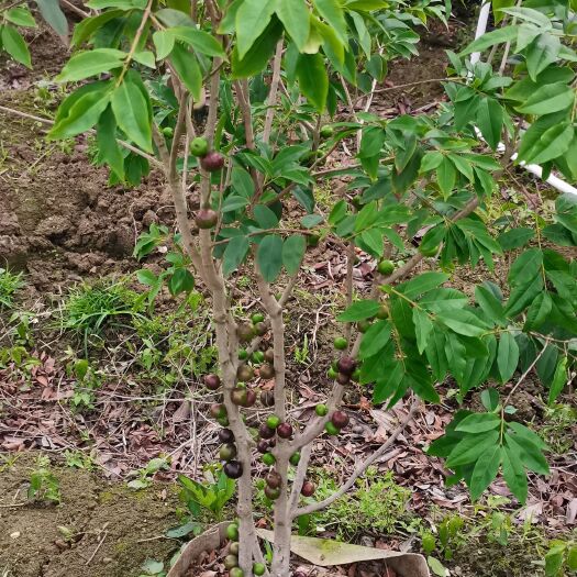 灵山县嘉宝果苗树葡萄四季红妃嘉宝果苗南北方都可种植带土带叶发货包邮