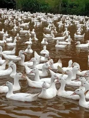 半番鸭苗  一点头鸭苗  木鸭苗 M18