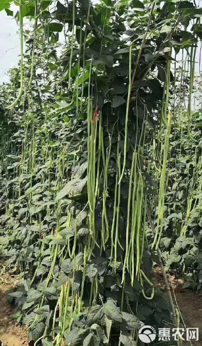 嫩绿色豇豆种子  小叶长豆角种子豇豆种子嫩绿色翠绿色顺直80