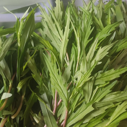 石家庄马兰头现货供应！每天支持出货300斤左右！大棚绿色无公害种