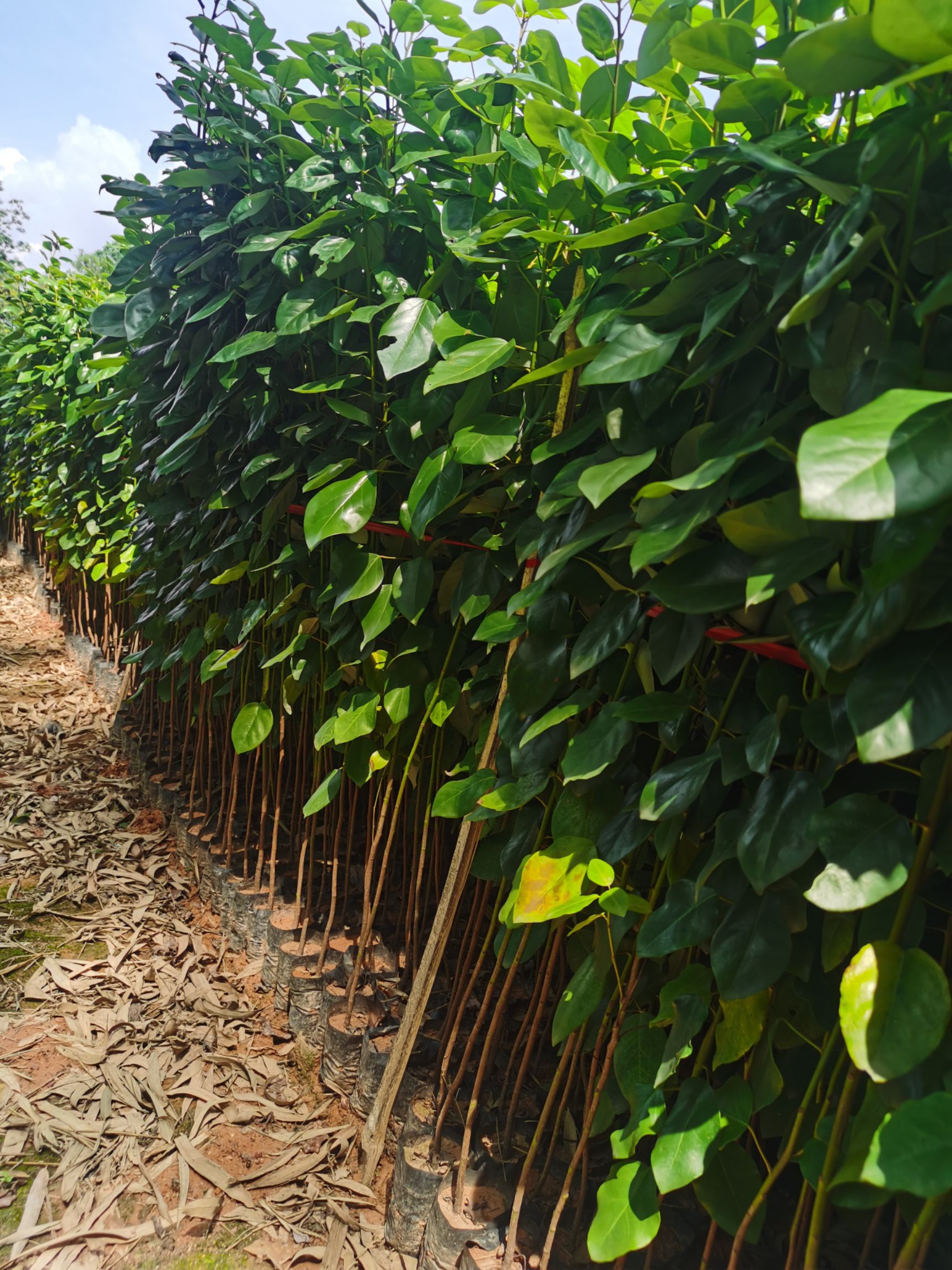 红花荷20-80公分高