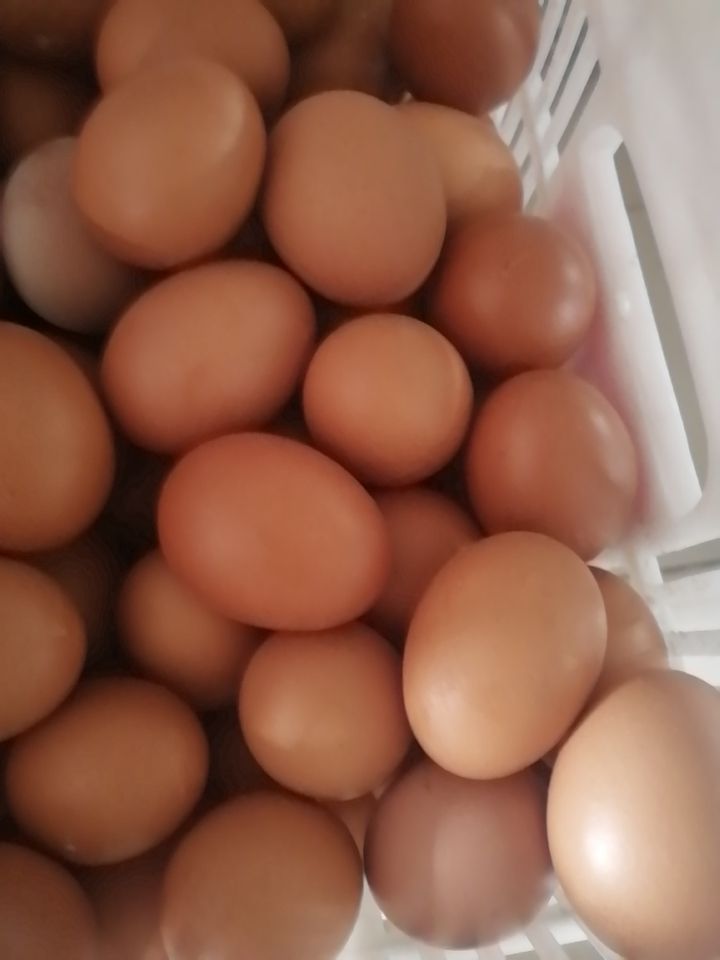 [红壳蛋批发]褐壳蛋 鲜鸡蛋价格435元/斤 