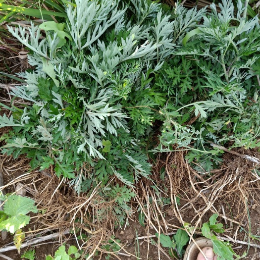 独山县 艾叶草  新鲜货出炉