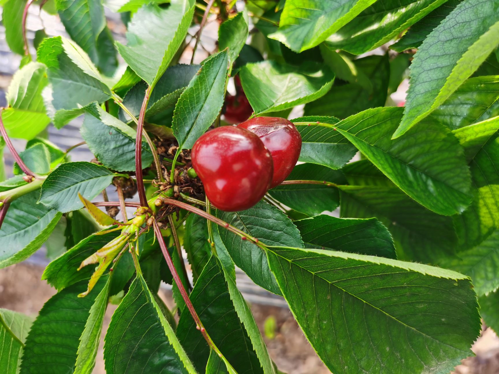  供应链大樱桃现货一件代发