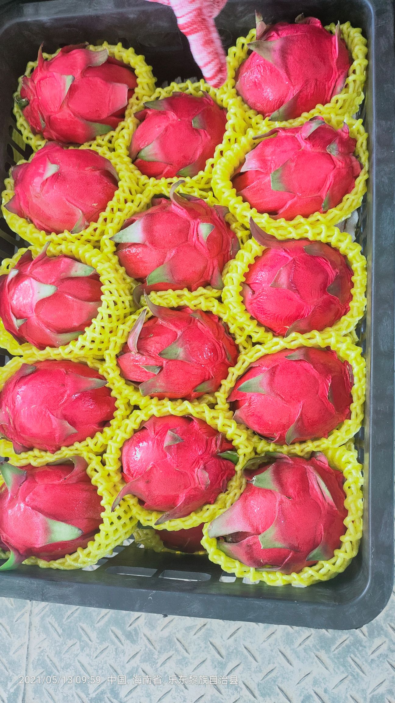 金都一号火龙果  国产红心火龙果