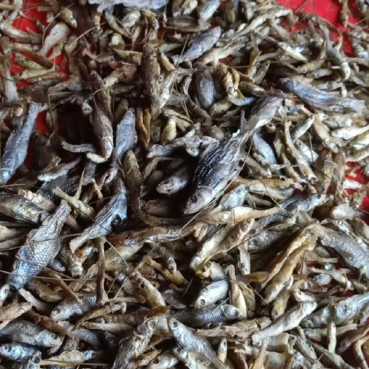洞口县长寿鱼 水库干小鱼