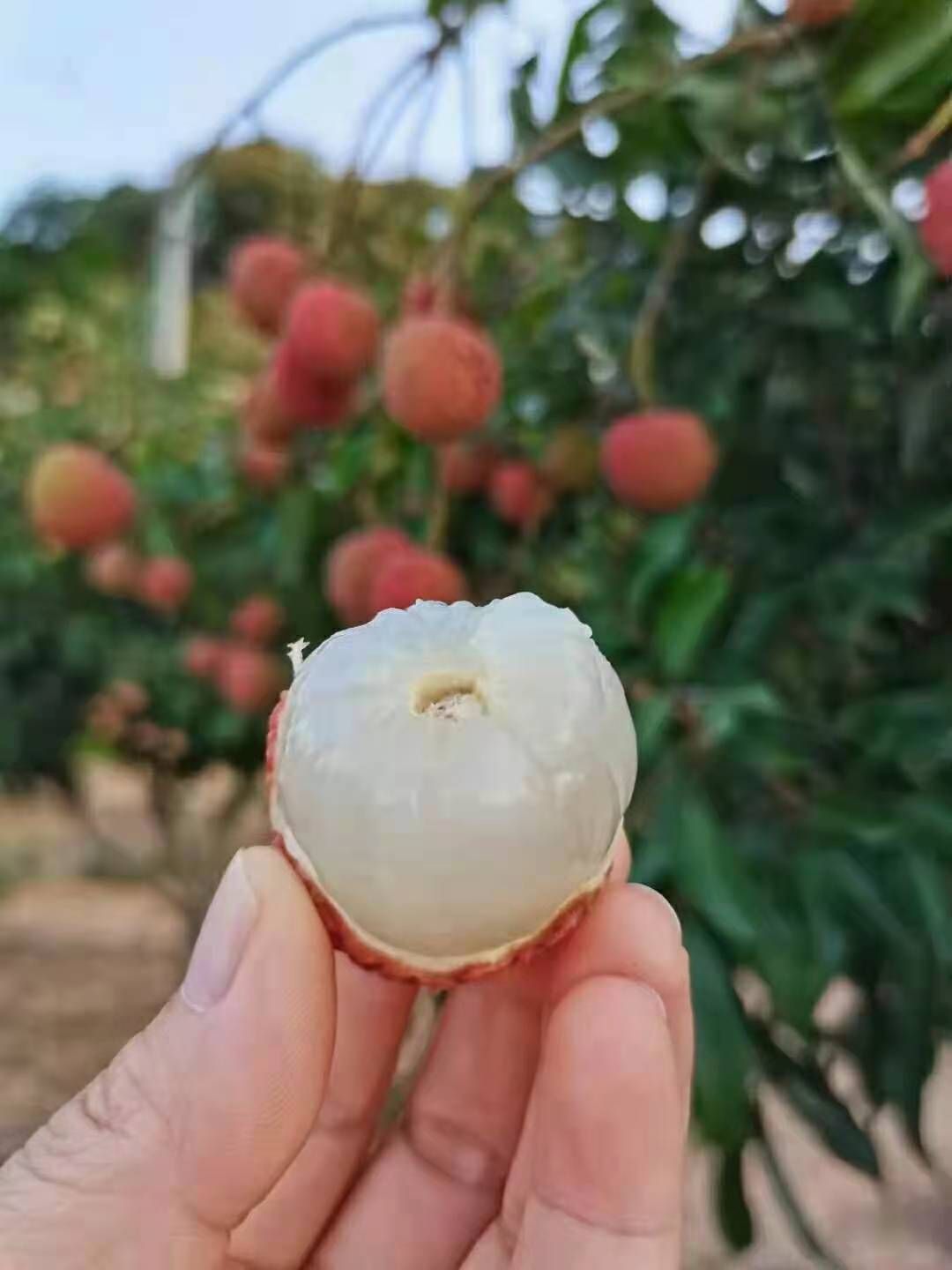 【白糖罌荔枝】正宗高州荔枝鎮根子荔鄉盛產,口感清甜,嶺南佳果