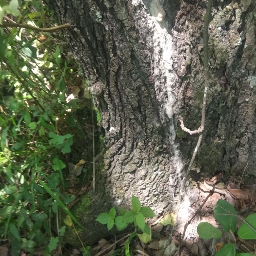枫香树