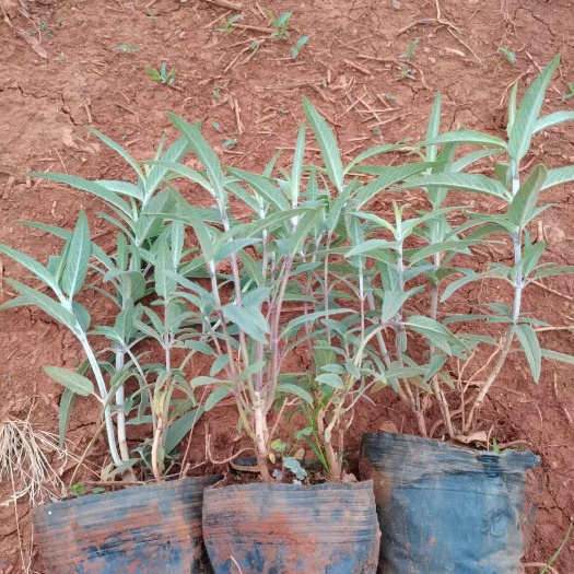 墨西哥鼠尾草紫绒鼠尾草紫柳