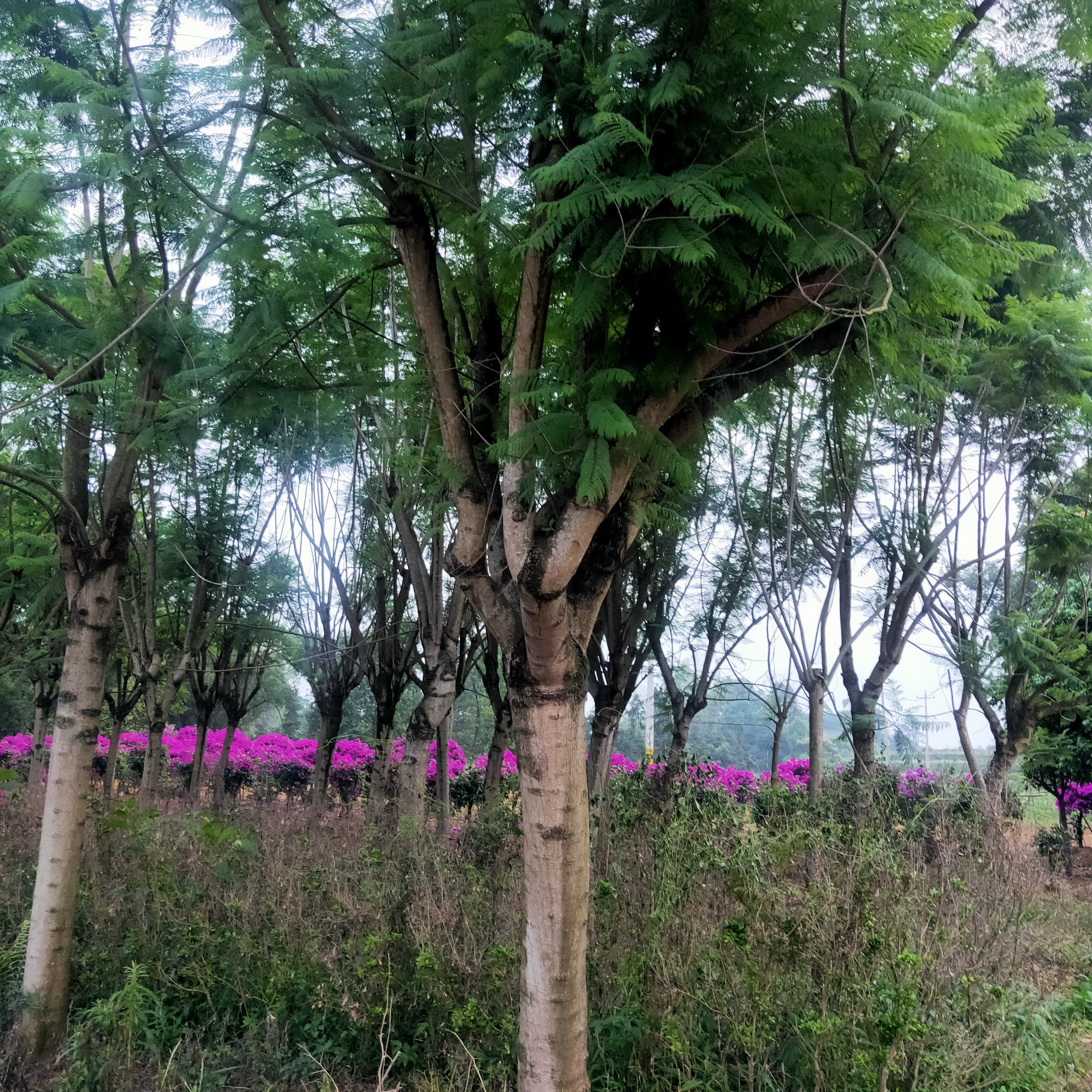 四季红三角梅  本人自产自销三角梅，蓝花楹！