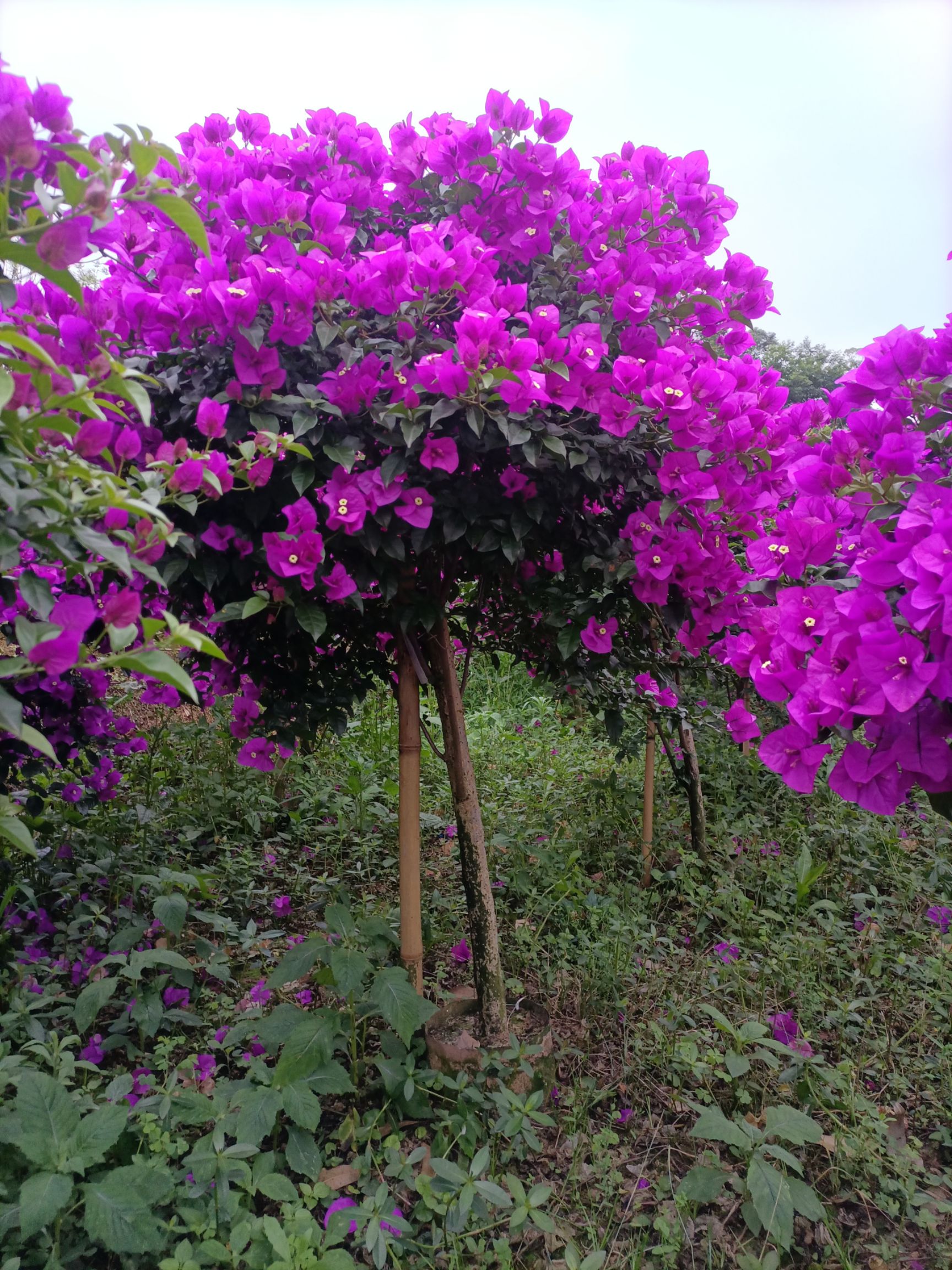 云南紫三角梅 种植户,自产自销,爆花欢迎有需要朋友联系