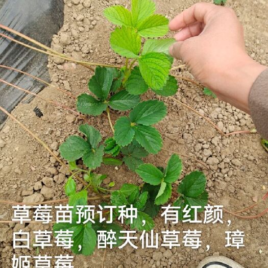 阜阳甜查理草莓苗 地栽苗 是 
