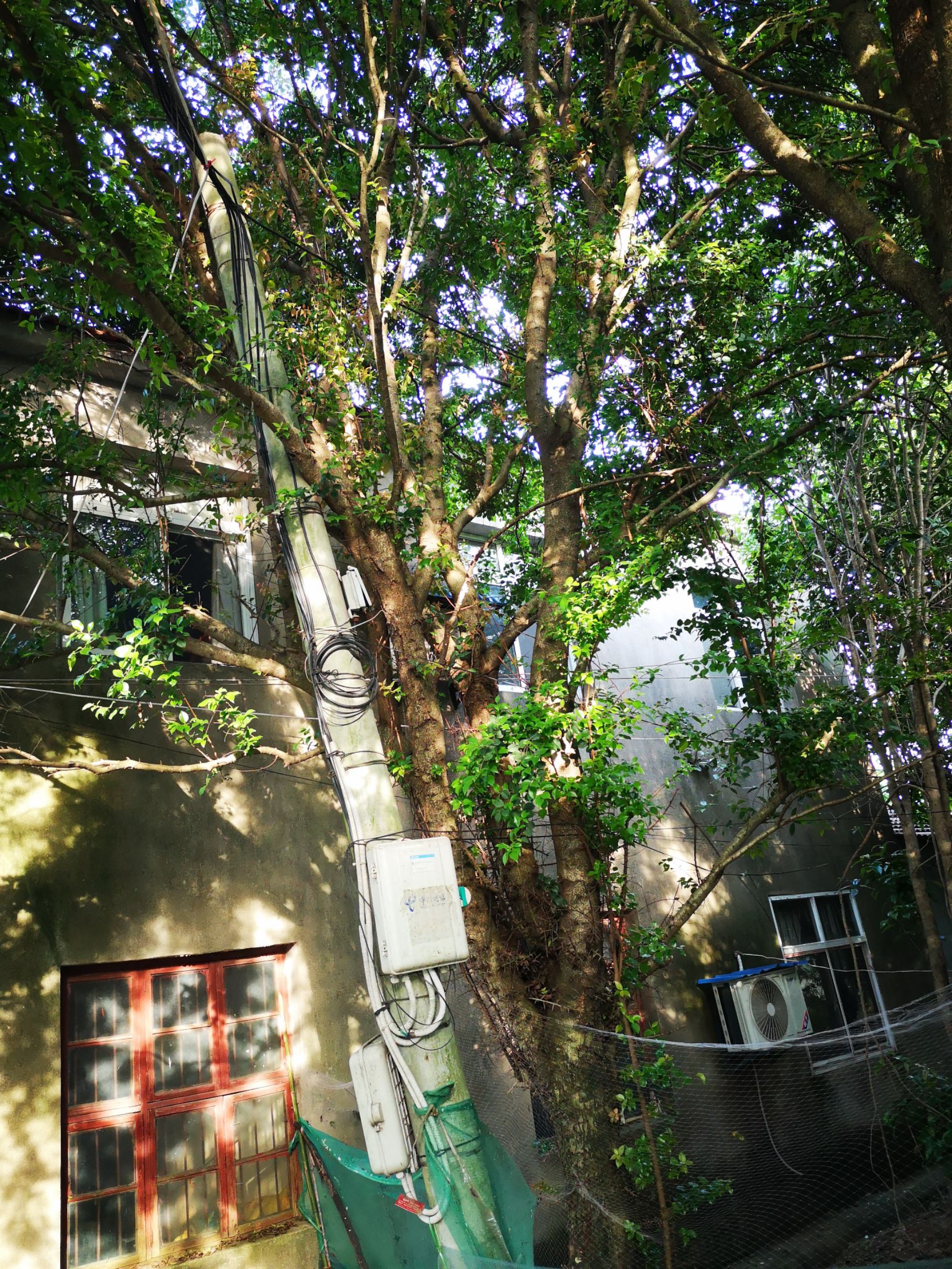 刺冬青 柞子树 柞树