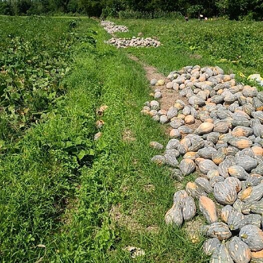 台山市香芋南瓜 广东省江门市开平市 2~4斤 