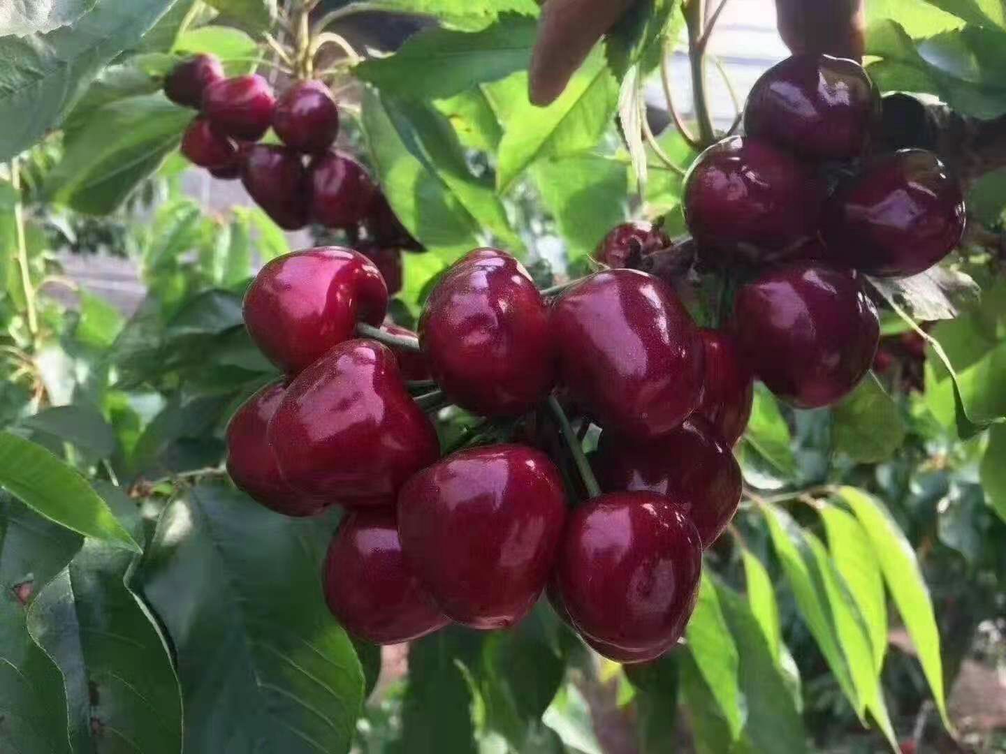 黑珍珠樱桃  四川汉源车厘子大樱桃珍珠