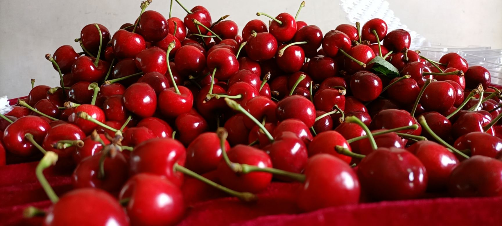 萨米脱樱桃  陕西澄城露天大樱桃