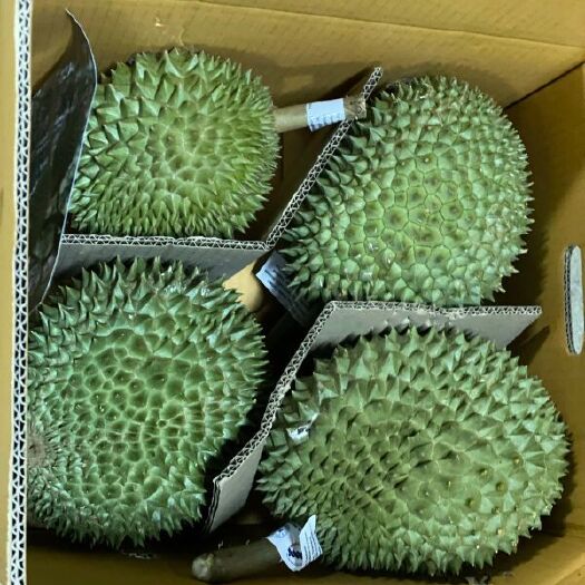 南宁 泰国通优/山大/红宝石/玛雅/尖竹3/巴掌猫榴莲，顺丰包邮！