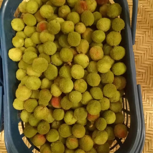 新鲜杨梅泡酒现摘现货