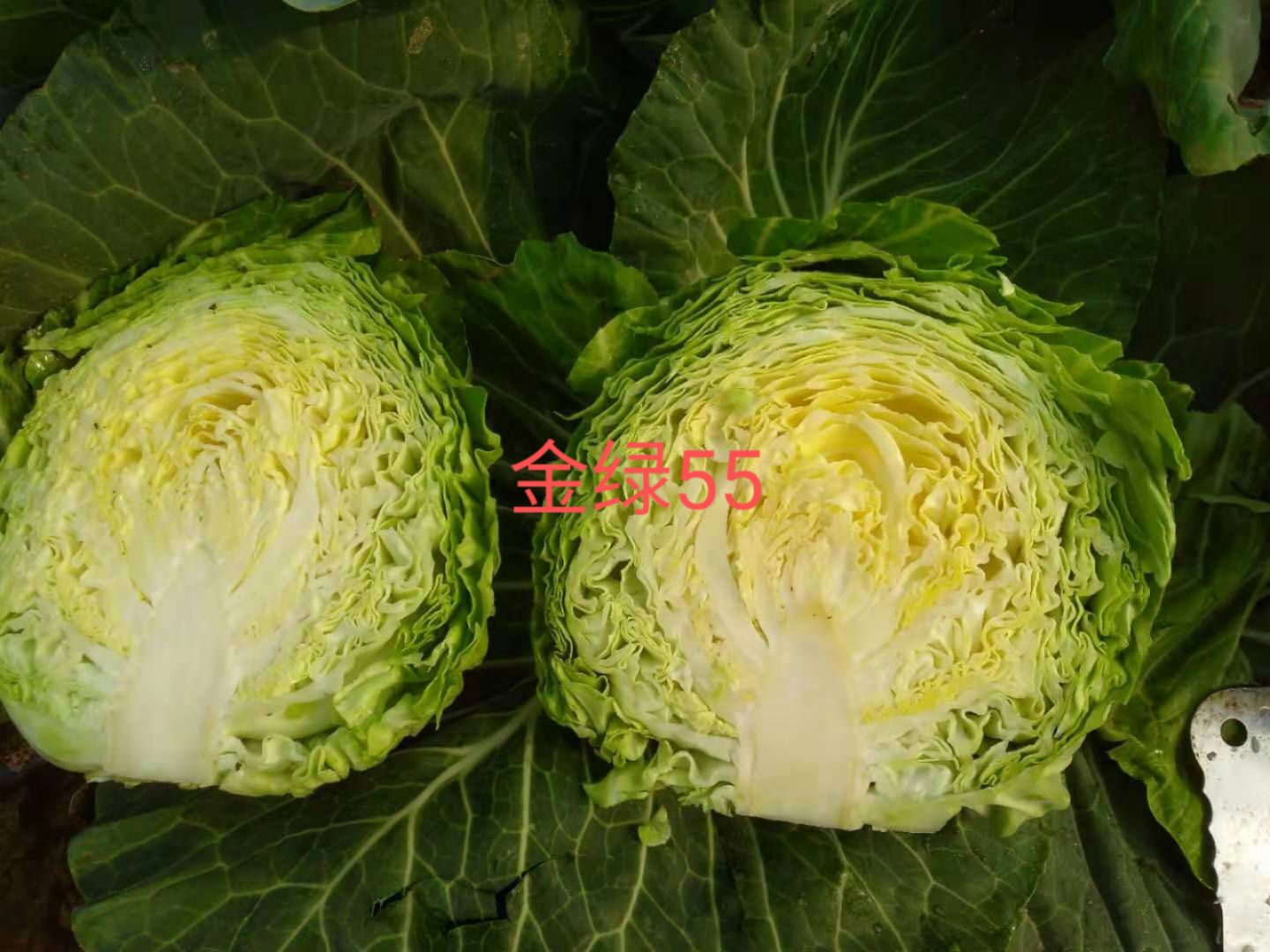 绿甘蓝种子  金绿55甘蓝种籽，上下全绿、结球松软，