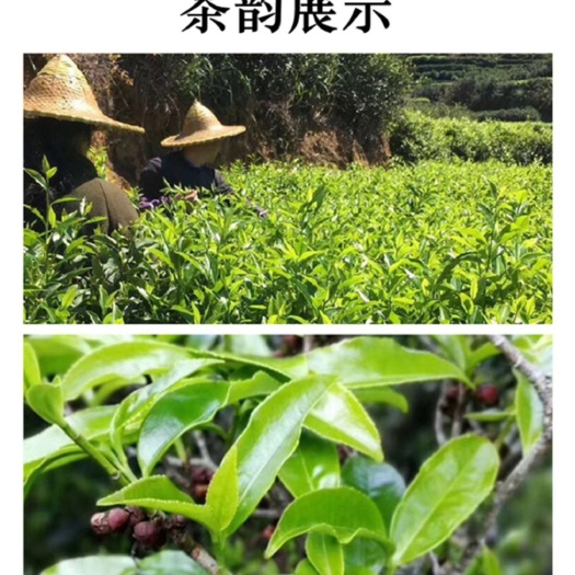 兴宁市单丛茶  单枞茶