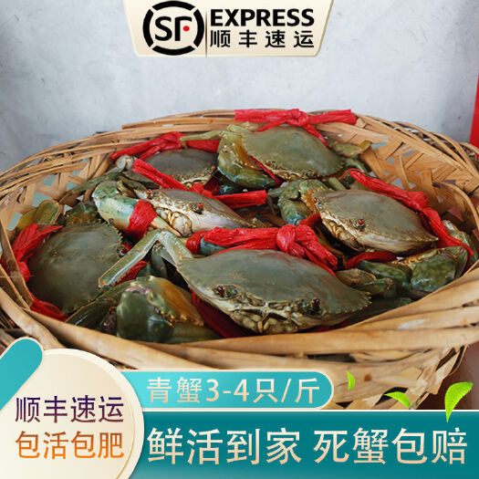 广州三门青蟹鲜活螃蟹海蟹 超大肉蟹菜特大公蟹蝤蛑海鲜水产