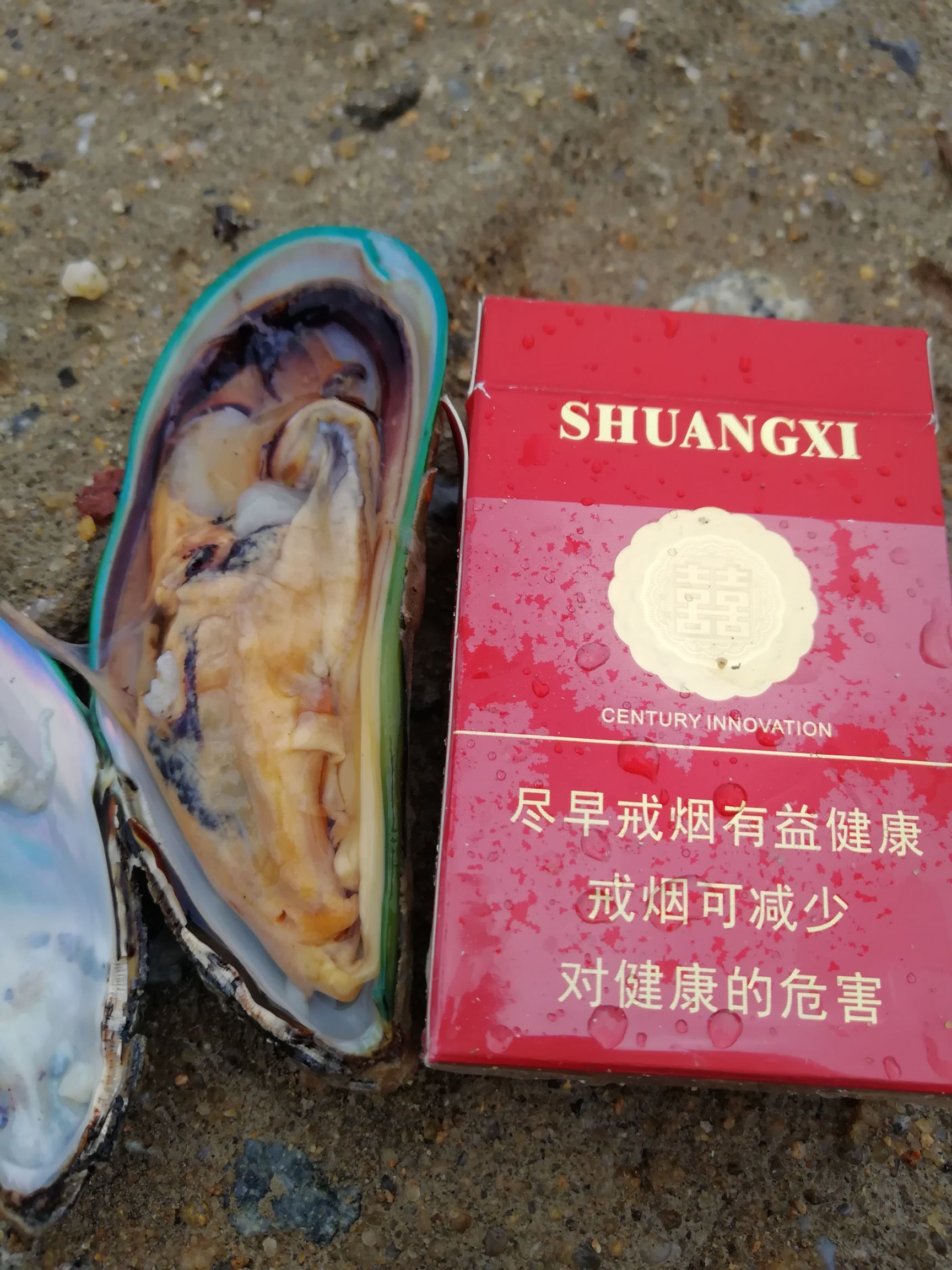 蓝口贝  青口贝