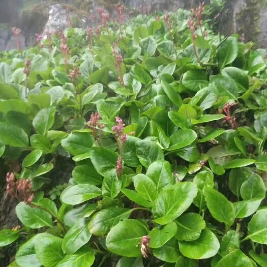 大理市 岩白菜
