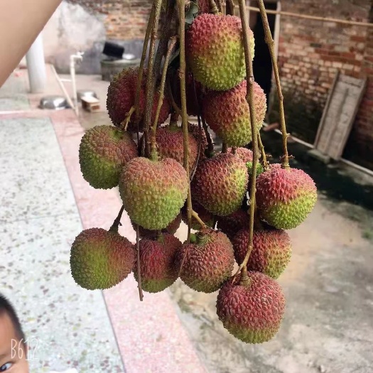 廉江市妃子笑荔枝  大量供应荔枝
