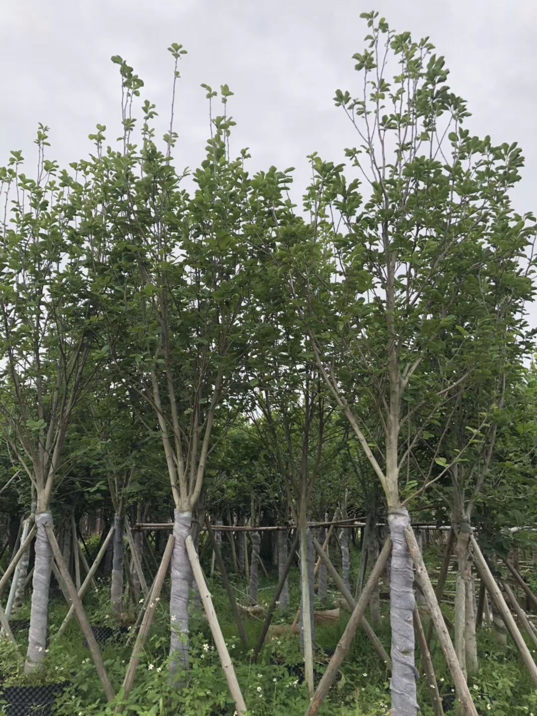 批发：紫玉兰（玉堂春、荷花玉兰）米径：12-15公分全冠