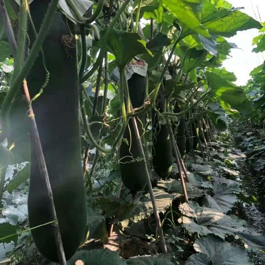 灵山县广西种苗育苗基地，嫁接冬瓜苗，产地直供，全年供应，代育加工！