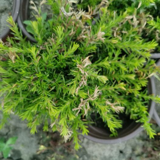 泰州 丛生芝樱丛生福禄考