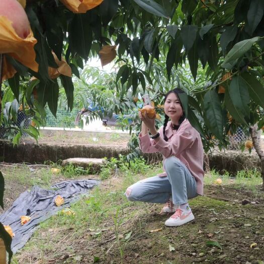 天台县白凤桃 供应6-10月水蜜桃