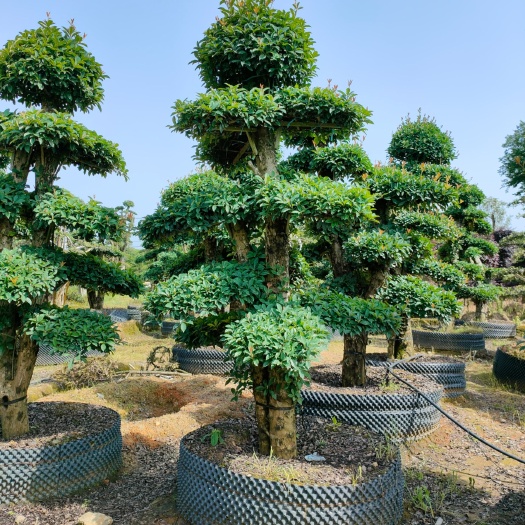 浏阳市浏阳市芳菲种植专业合作社大量批发造型椤木石楠基地