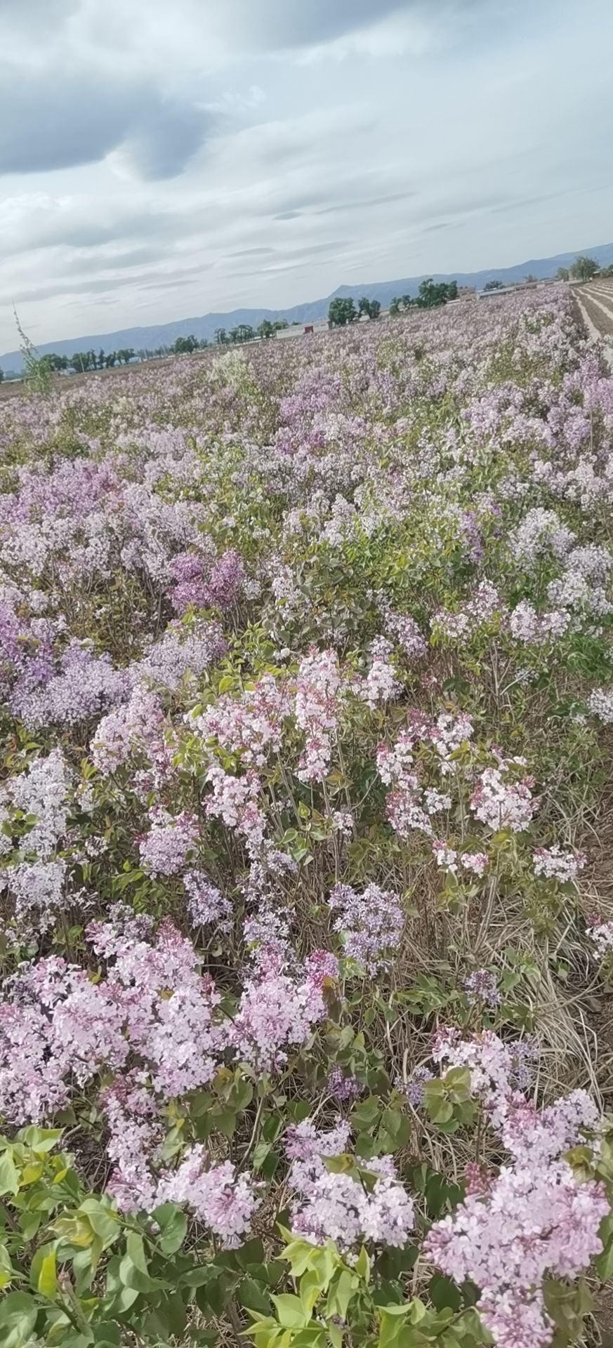 紫丁香 丁香